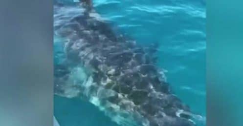 requin blanc