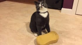 milo aime les eponges