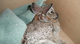 Lapin virus