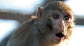 Singes