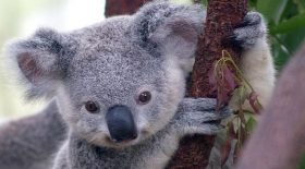 koala