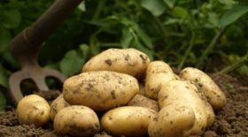 pommes de terre