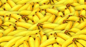 bananes mongee