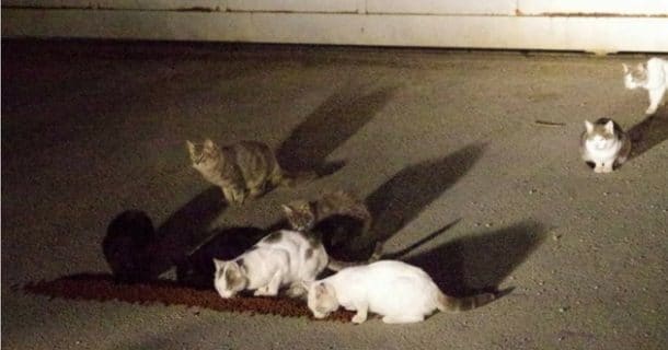 chats empoisonnés à vergèze