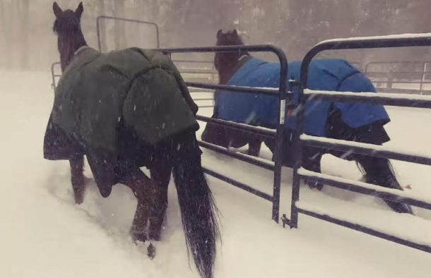 chevaux neige