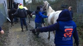 chevaux liberes