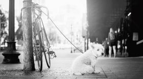 animaux