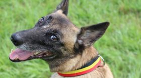 chien malinois