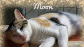 chat moon