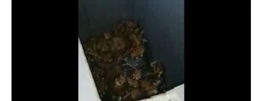 Rats
