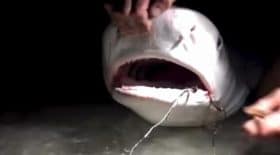 requin tigre