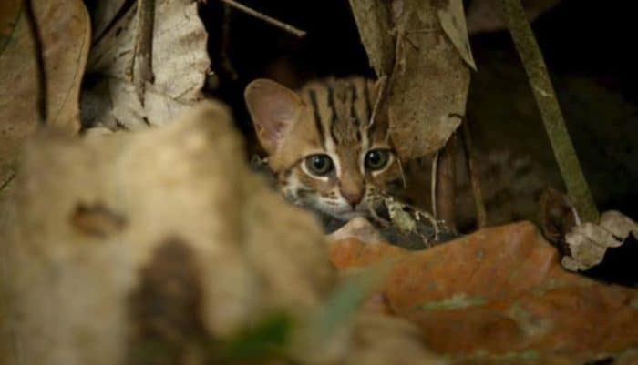 chat rubigineux