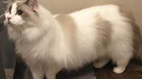 odin chat abandon