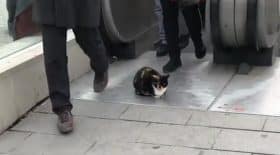 chat devant une bouche de métro