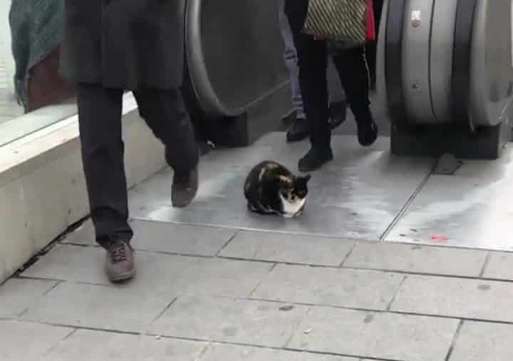 chat devant une bouche de métro