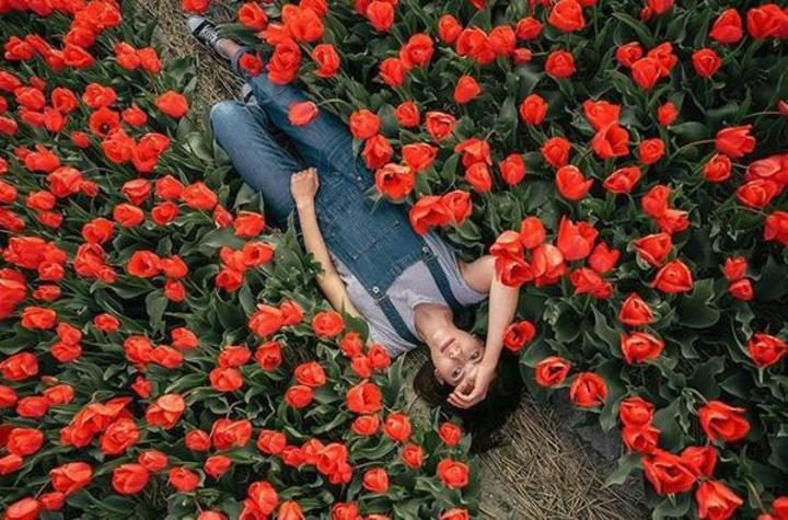 champs de tulipes