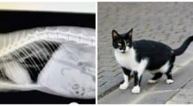 chat avale un stylo