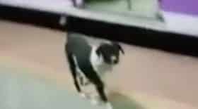 chien, abandonné