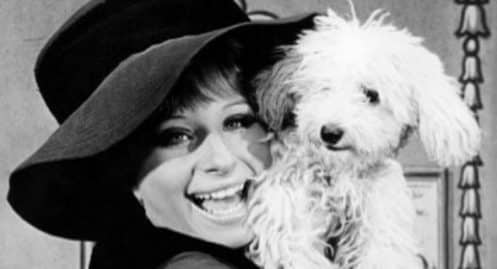 barbra streisand, clonage, chien