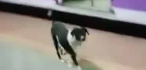 chien, abandonné