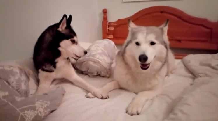 Lol : quand un husky et un malamute se disputent la couette du lit… (vidéo)