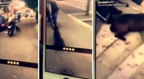 cruaute envers les animaux