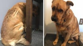 chien depressif