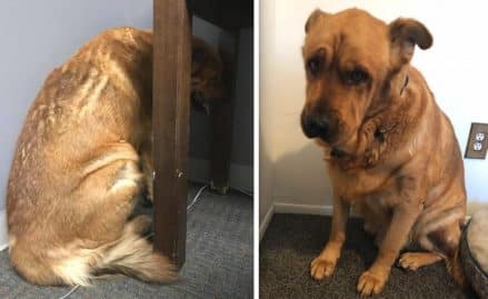 chien depressif