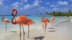 flamants roses