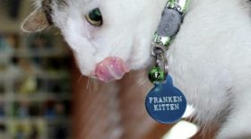 ce chaton s'appelle Frankenkitten