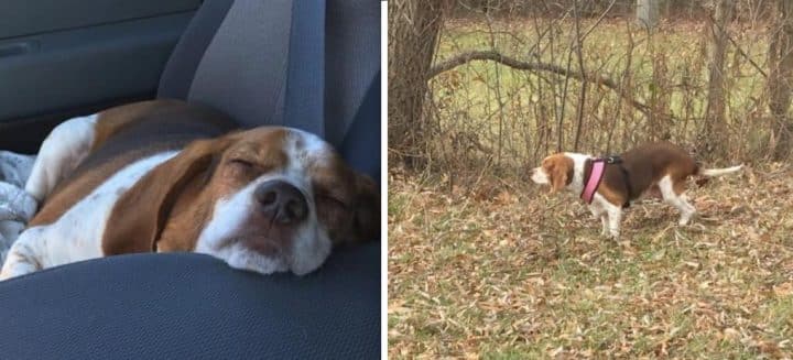 hobey beagle abandonnée