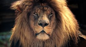 braconnier tue par des lions