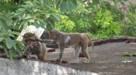 bebe singe