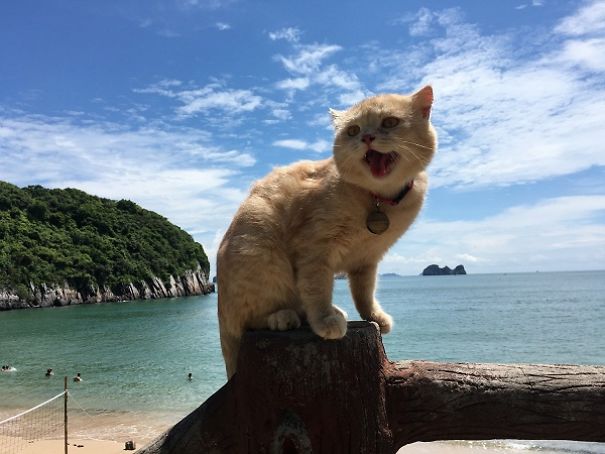 chat en vacances