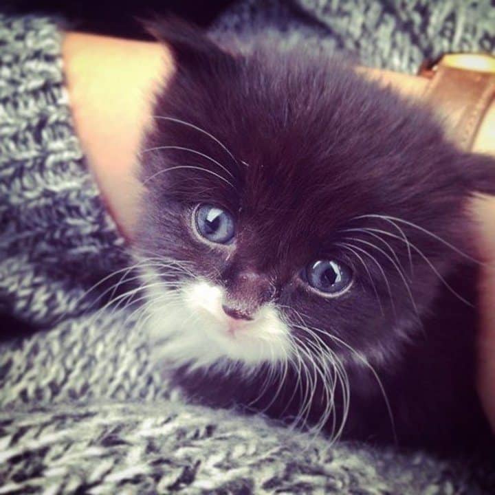 oscar le chaton