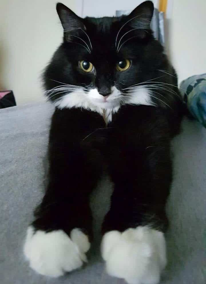 oscar le chat