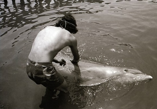 relation avec un dauphin