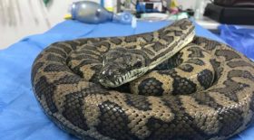 serpent