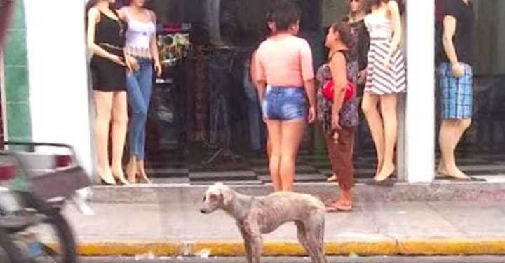 chien affamé chien affamé
