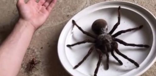 un araignée géante