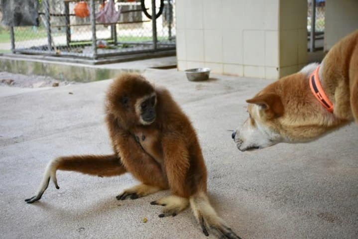 gibbon refuge WFFT