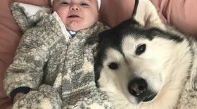 un husky surprotecteur