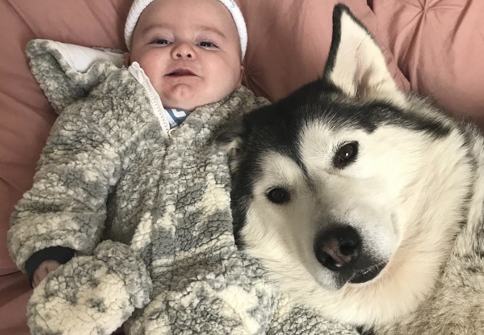 Сын хаски. В обнимку с хаски. Хаски видеоблогер бандит и бублик. Бублик сын хаски бандита. Аляскинский маламут.