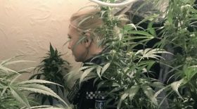 cannabis