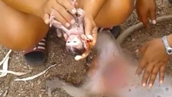 césarienne à une guenon pour sauver un bébé singe