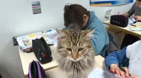 chats dans la classe