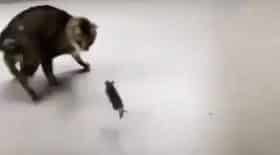 ce chat a peur d'une souris