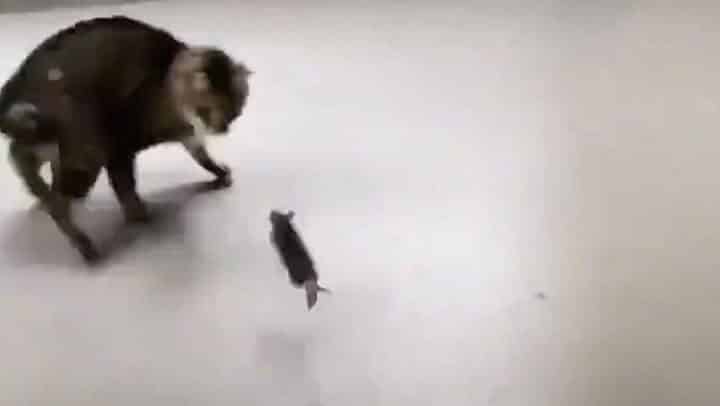 ce chat a peur d'une souris