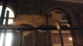 chat s'est fait embrocher dans une grille