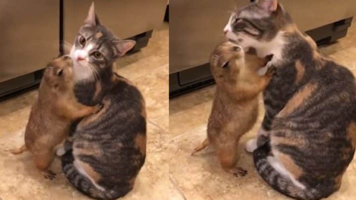 chat ami avec une marmotte lui fait sa toilette